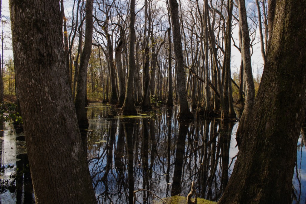 water and trees at cypress swamp