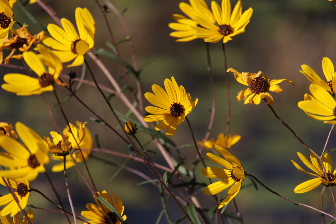Paul B. Johnson State Park: Nature’s Masterpiece in Mississippi’s Autumn