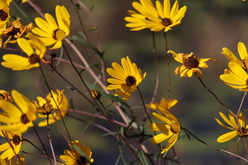 Paul B. Johnson State Park: Nature’s Masterpiece in Mississippi’s&nbsp;Autumn