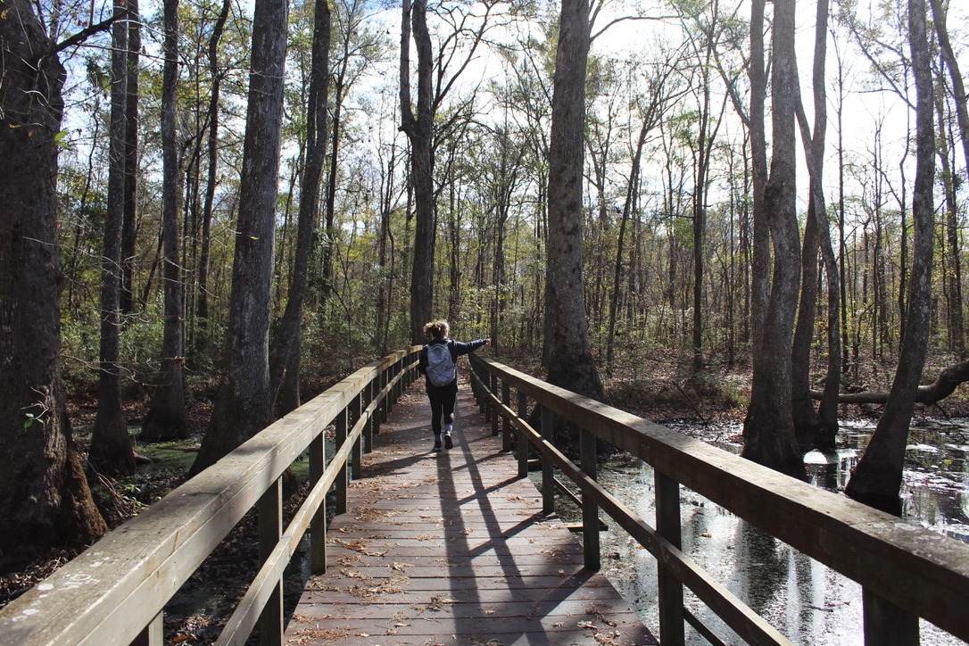 Exploring the Enchanting Cypress Swamp in Canton, MS