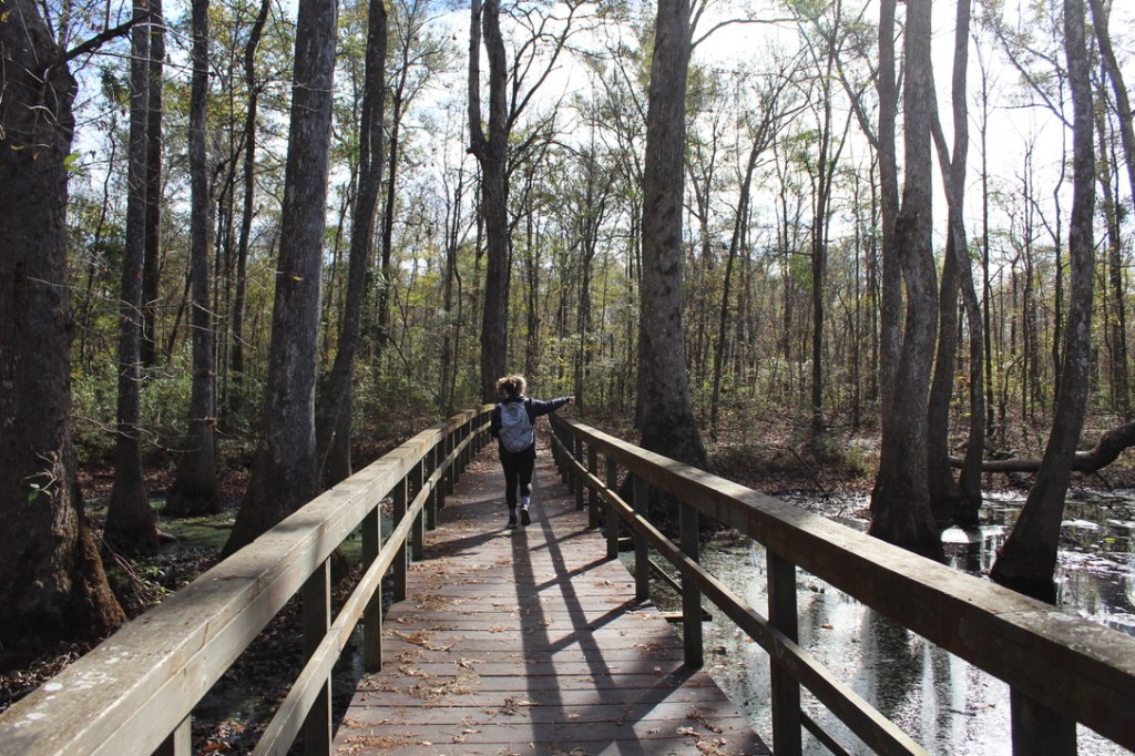Exploring the Enchanting Cypress Swamp in Canton,&nbsp;MS